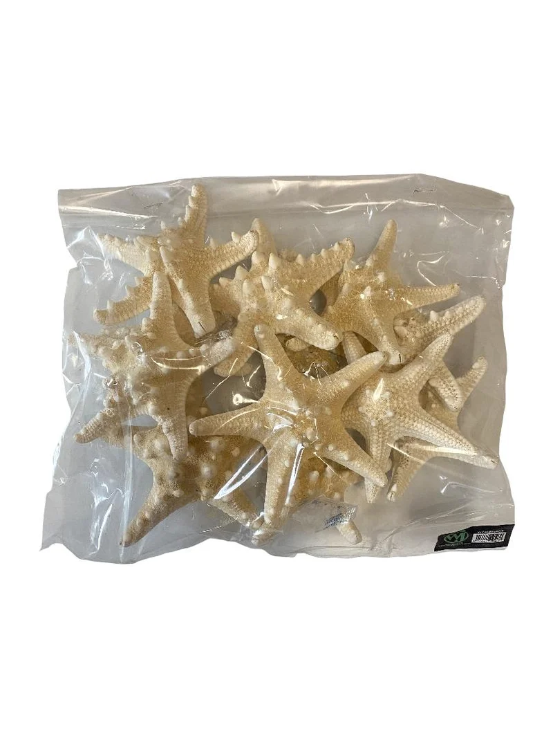 Knobby starfish bleached 10-15cm 12pcs