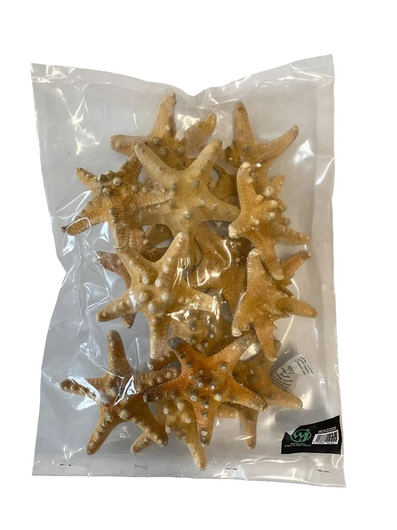 Knobby starfish natural 7-10cm 15pcs