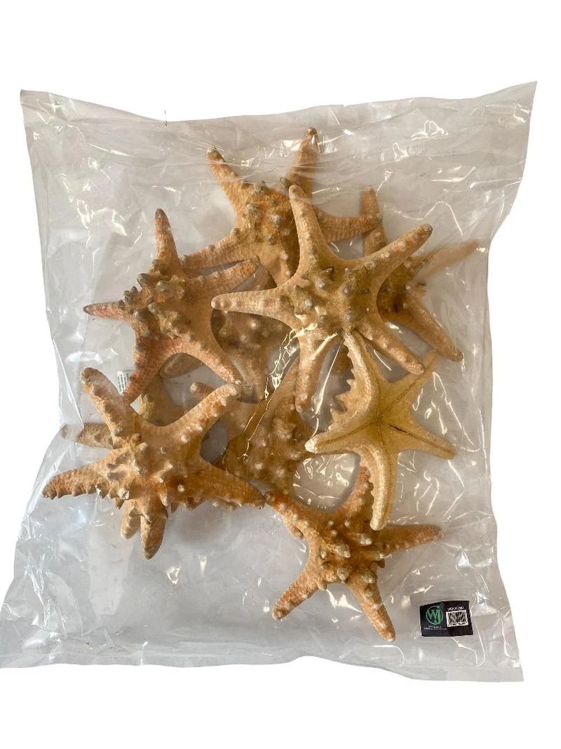 Knobby starfish natural 15-20cm 10pcs
