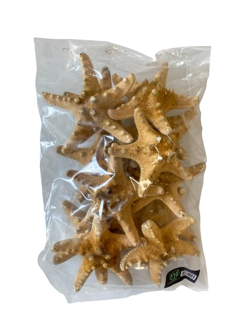 Knobby starfish natural 10-15cm 12pcs