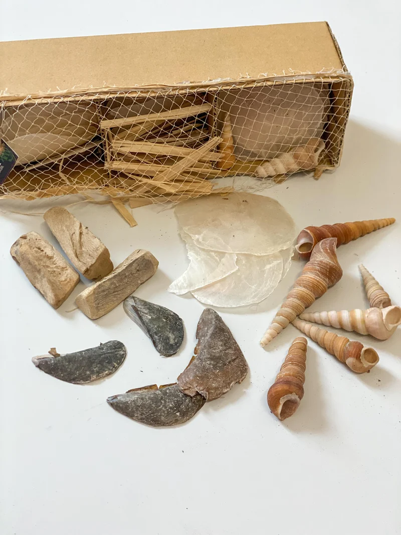 Shell mixbox 28x9x8cm natural
