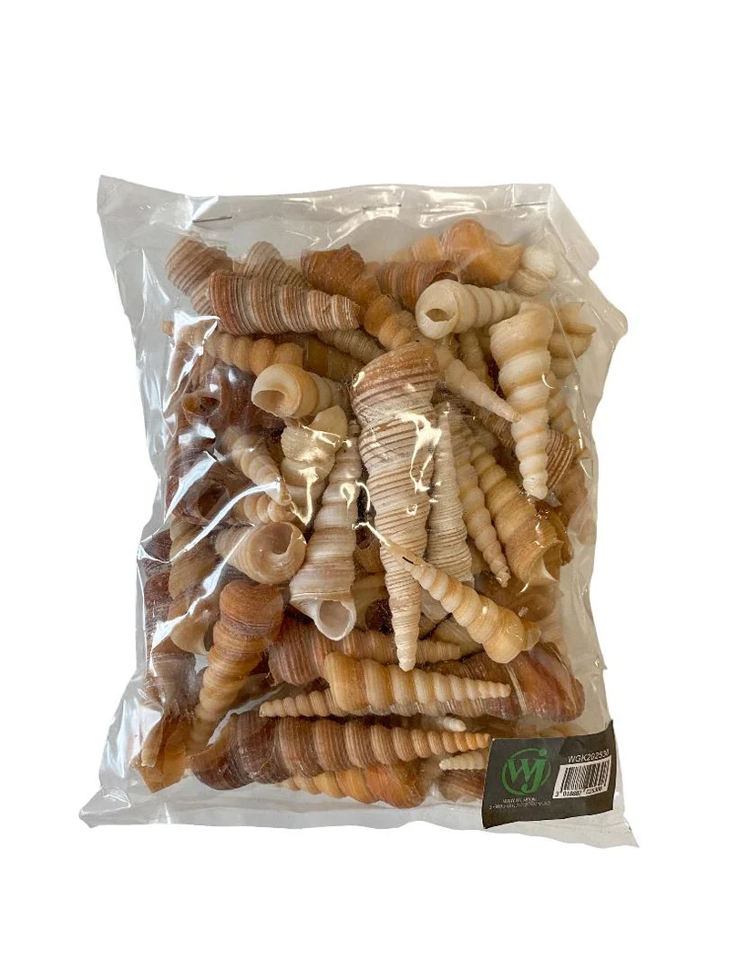 Turritella terebra 500gr