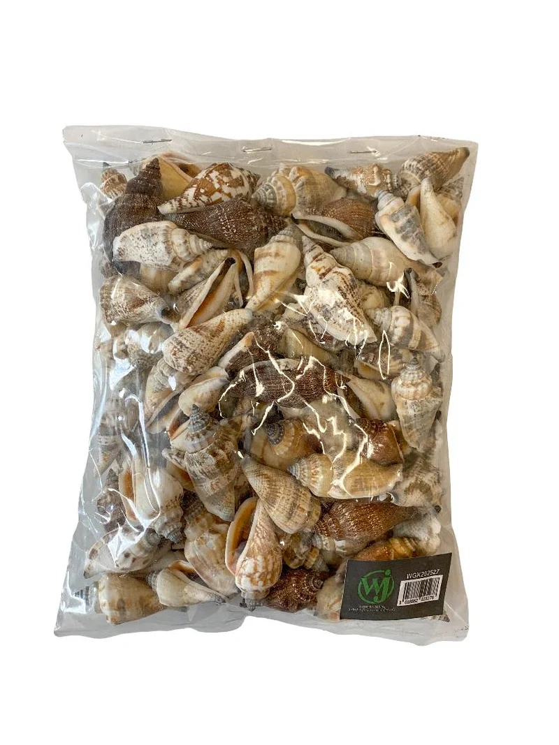 Strombus urceus 500gr