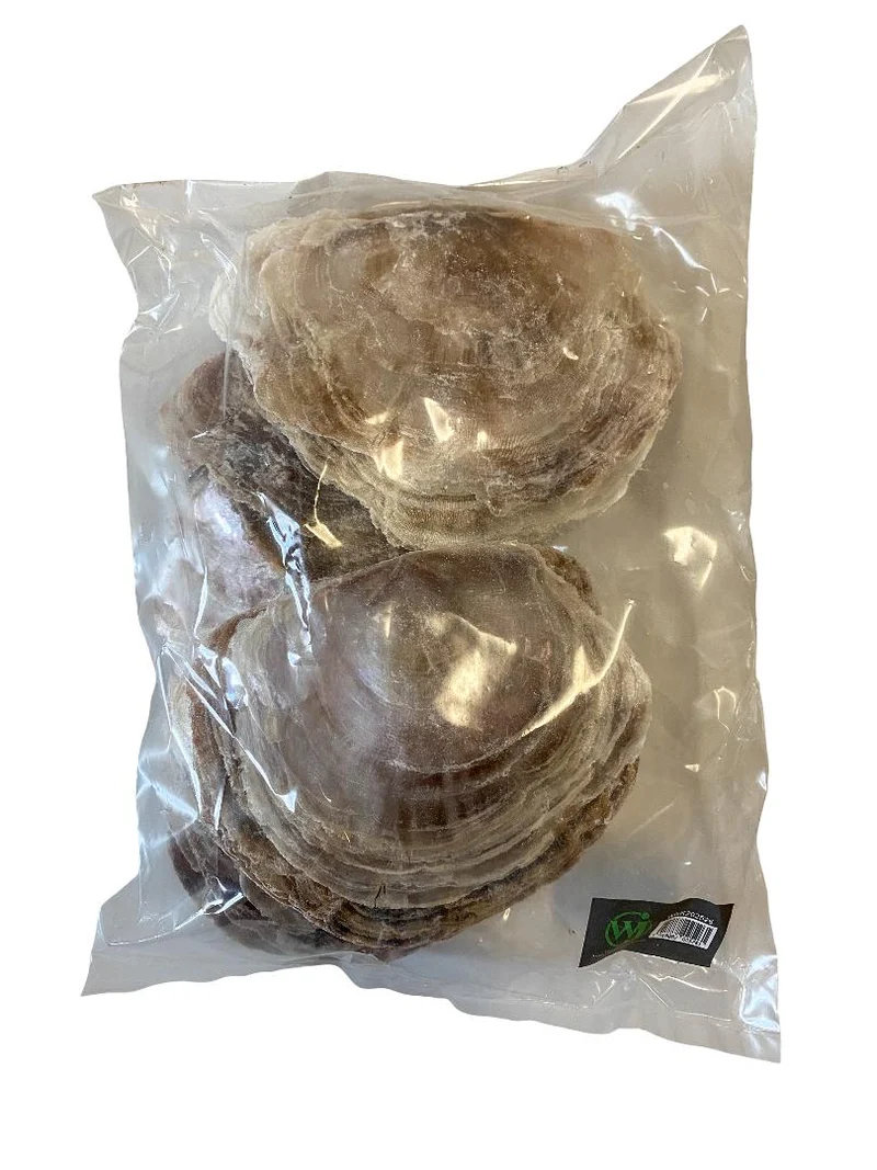 Placuna placenta 500gr