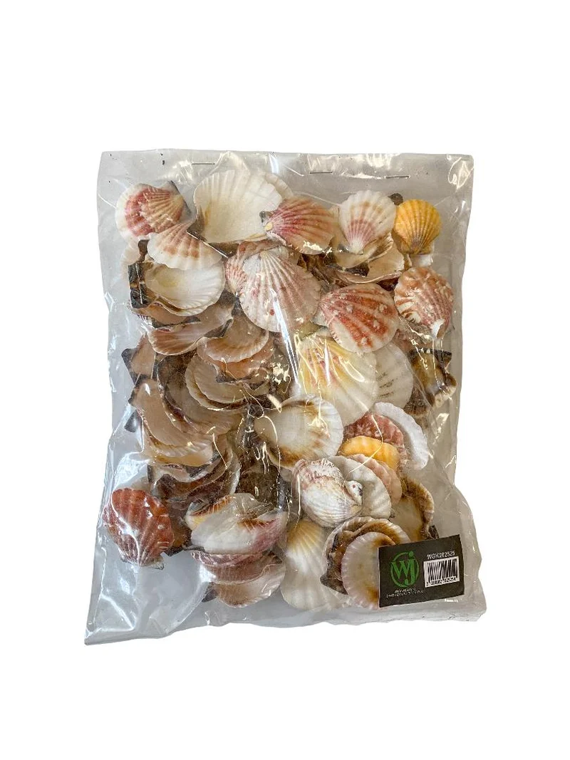 Pecten vexillum 500gr