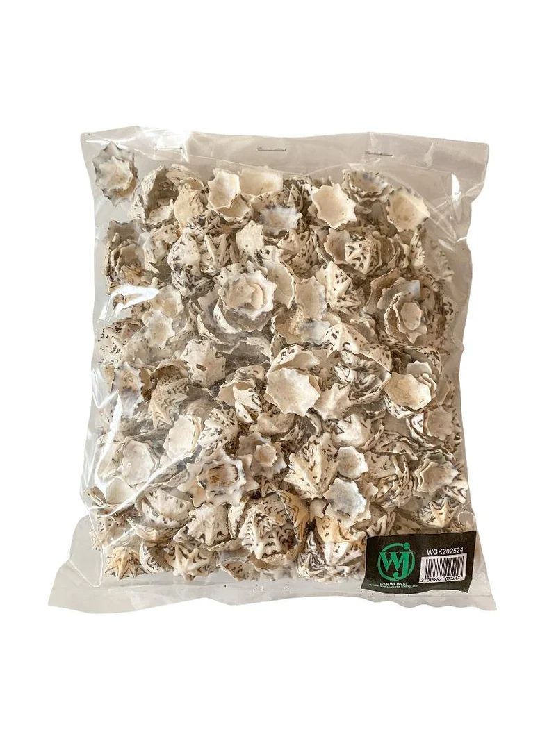 Patelloida saccharina 500gr
