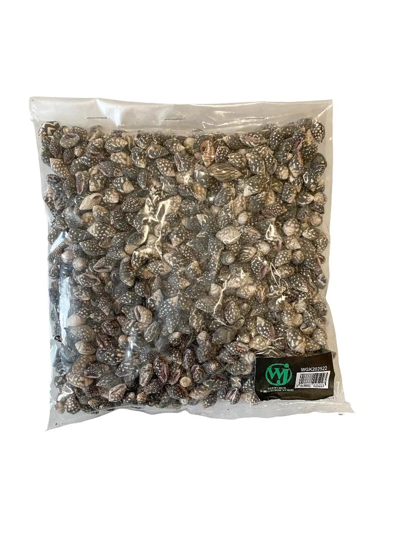 Nassa columbella 500gr