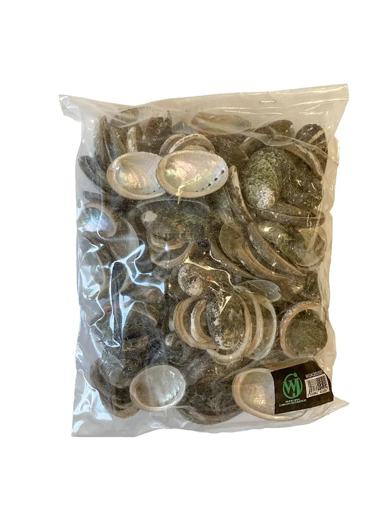 Haliotis pulcherina 500gr