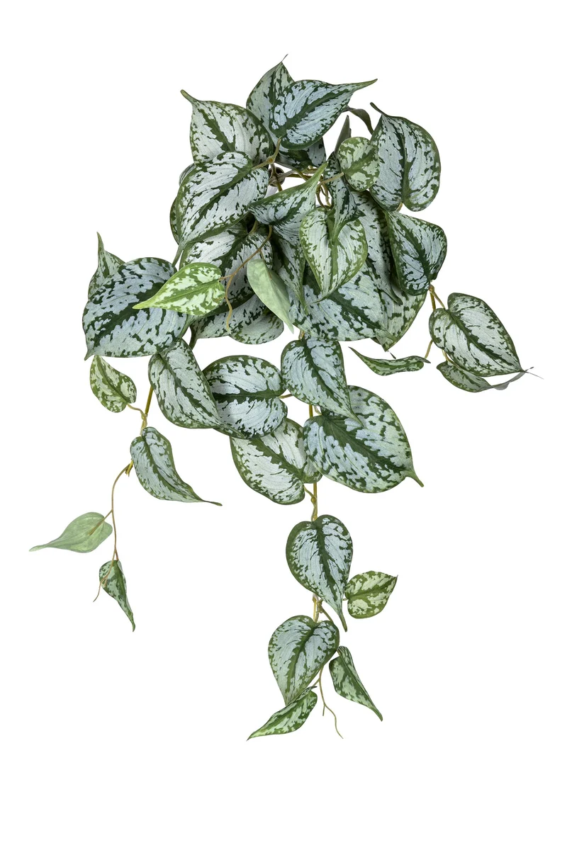 Scindapsus hanger l45cm groen