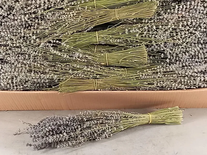Lavendel bos ca. 45cm 100gram