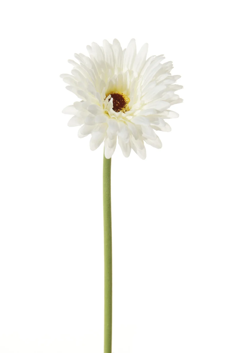 Gerbera l58cm wit