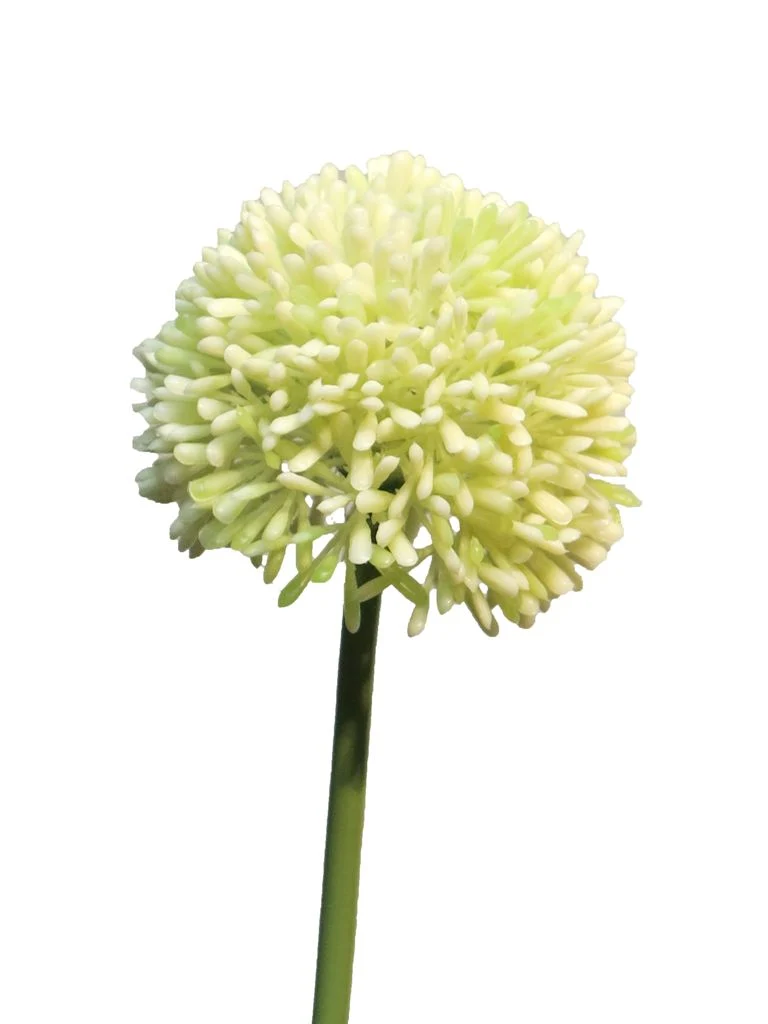 Allium globemaster cream /green small 44cm