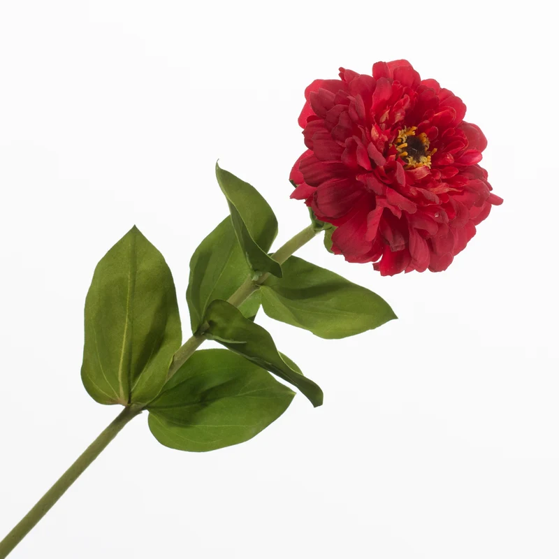 Zinnia Red 70cm