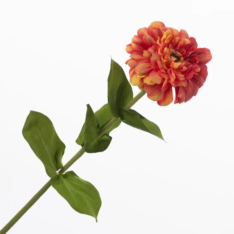 Zinnia Orange 70cm