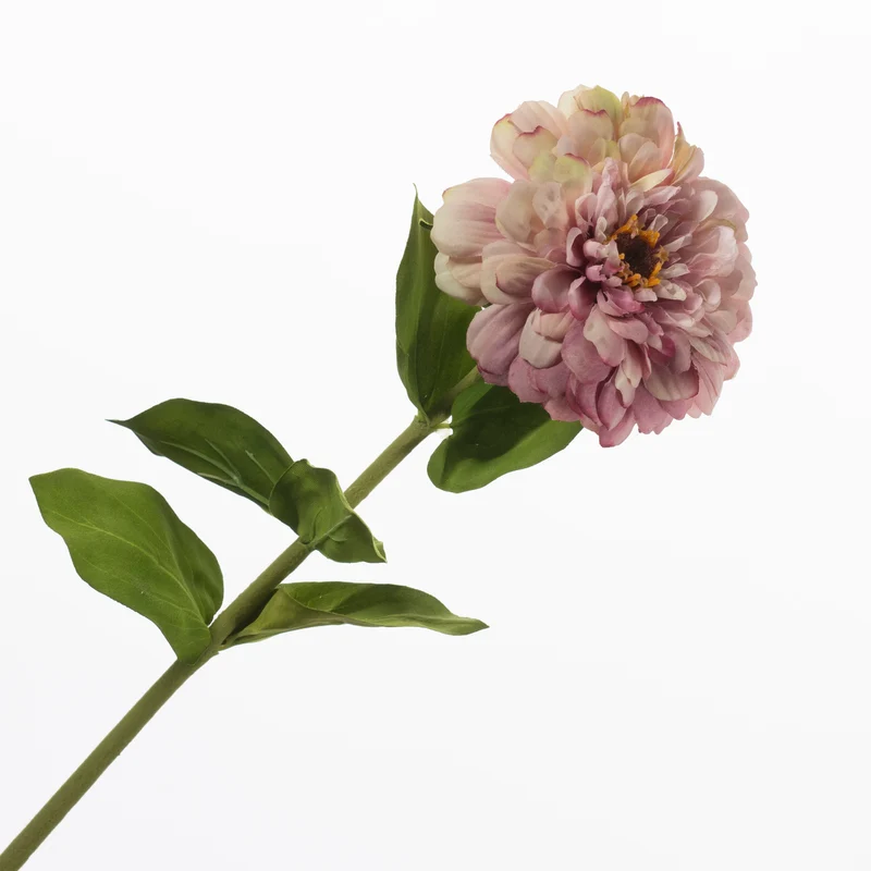 Zinnia Lavender 70cm