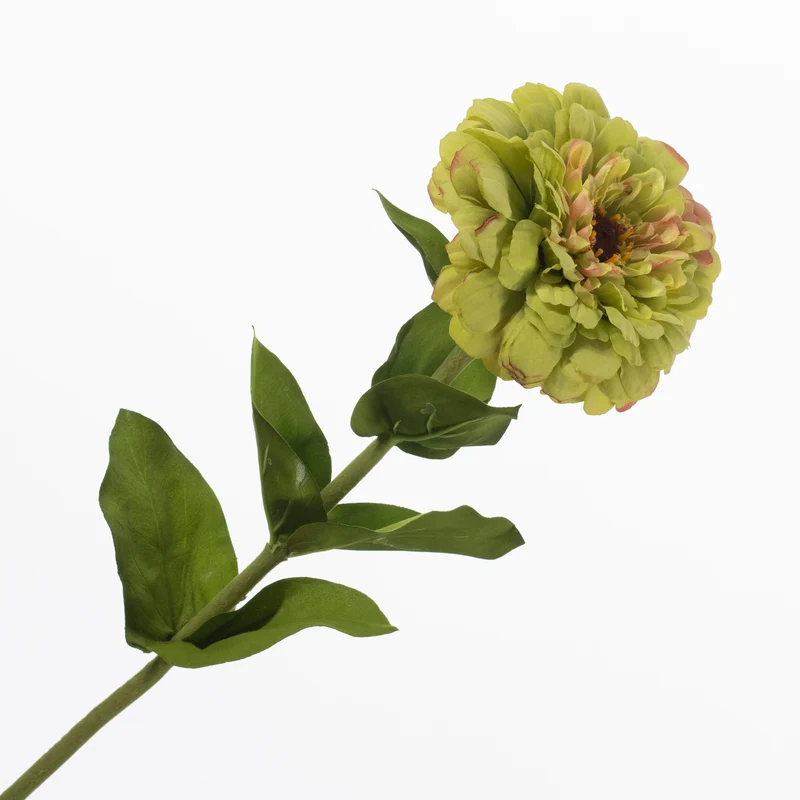 Zinnia Green 70cm