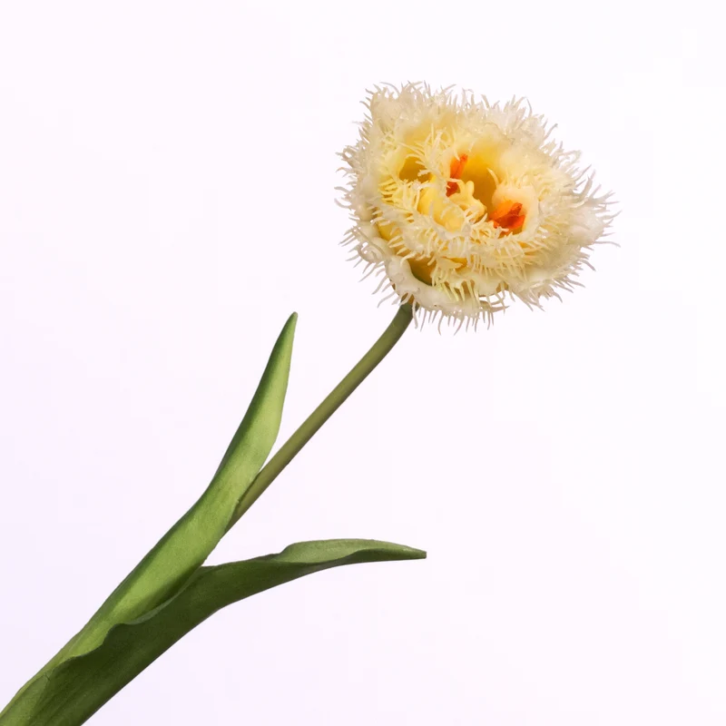 Tulipa Crispa Yellow 44cm