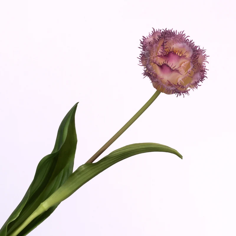 Tulipa Crispa Purple Cream 58cm