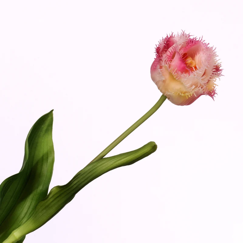 Tulipa Crispa Pink Cream 58cm