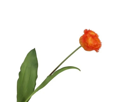 Tulipa Crispa Orange 58cm