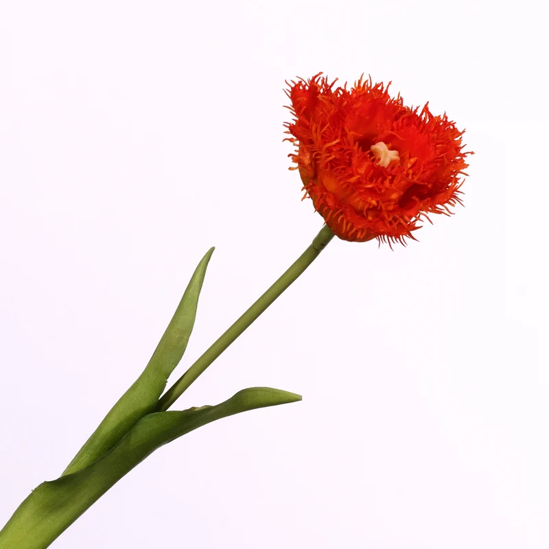 Tulipa Crispa Orange 44cm
