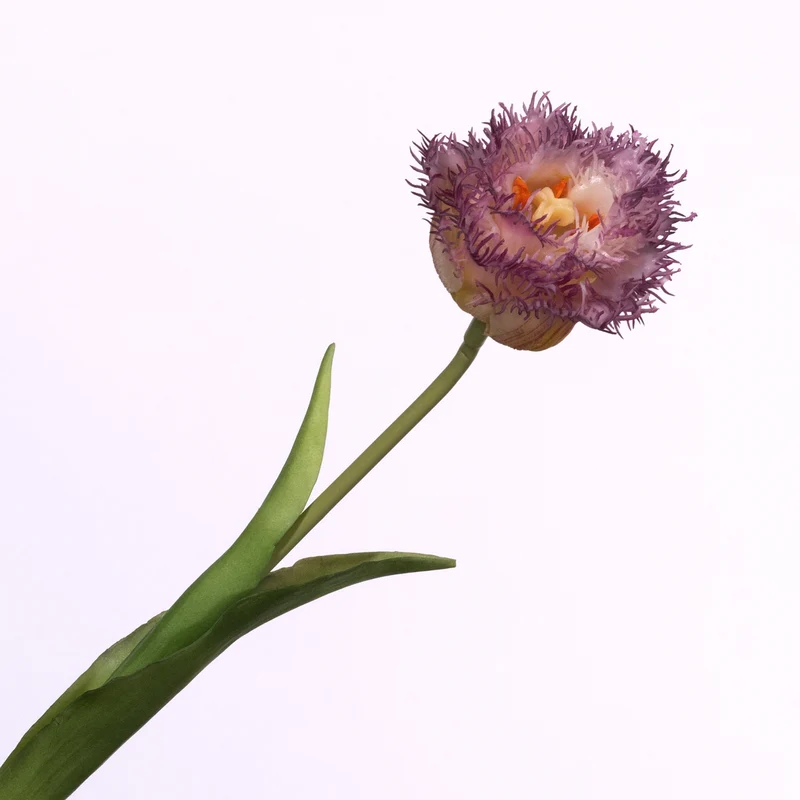 Tulipa Crispa Cream Purple 44cm