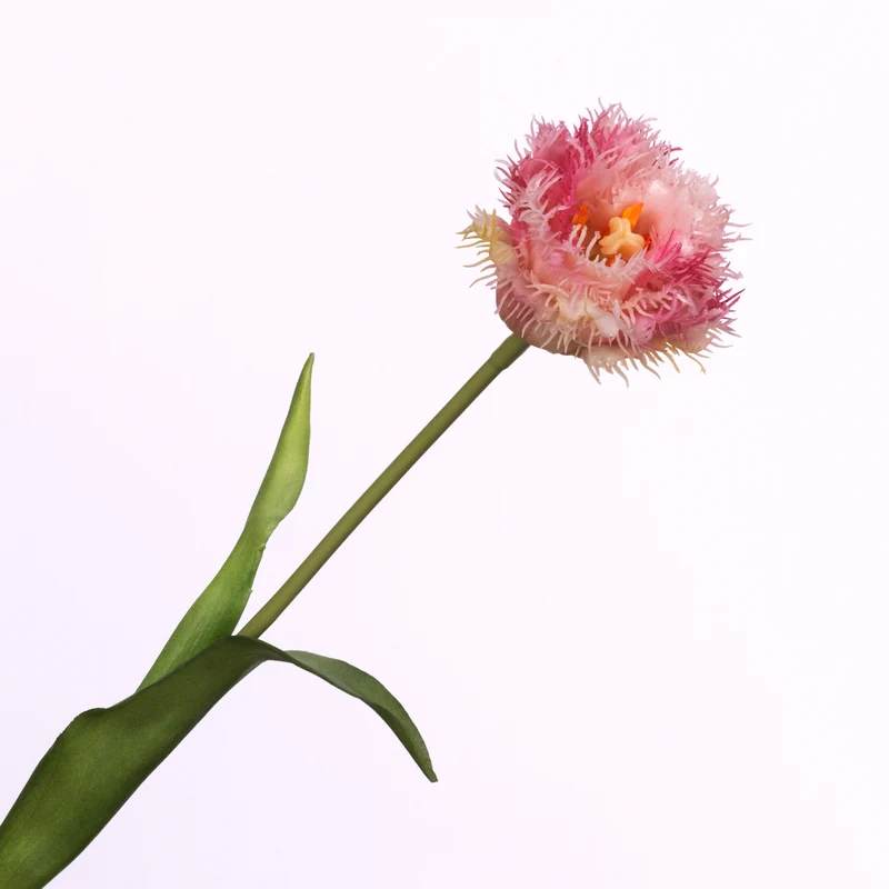 Tulipa Crispa Cream Pink 44cm