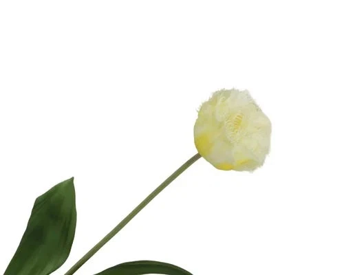 Tulipa Crispa Cream 58cm