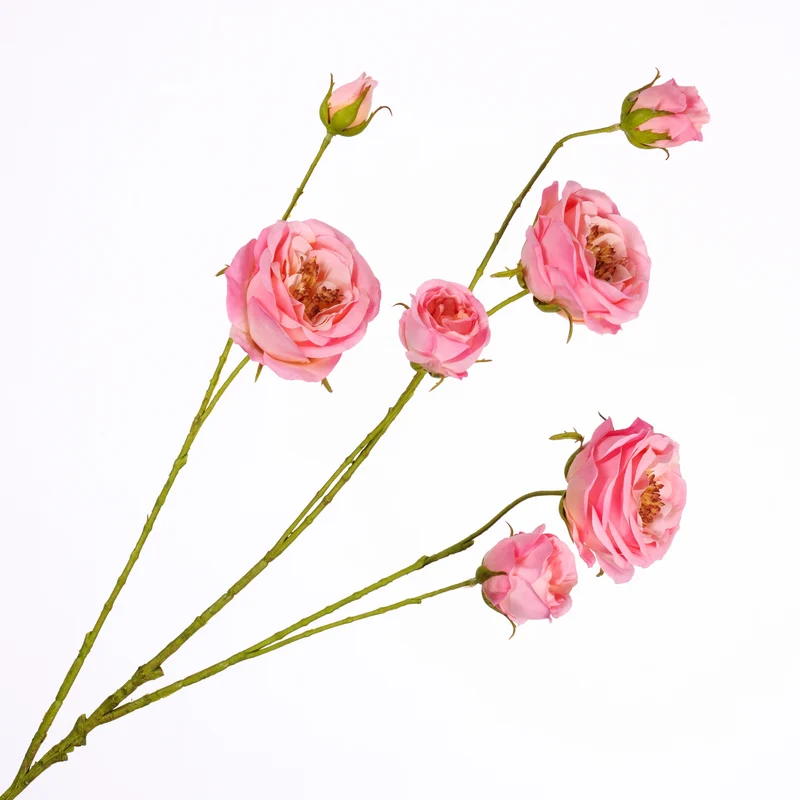 Rosa Spray Pink 94cm