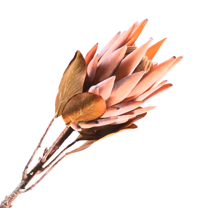 Protea Spray Brown 70cm