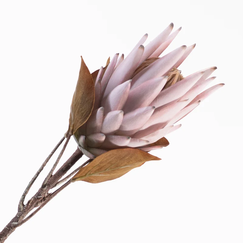 Protea Spray Mauve 70cm