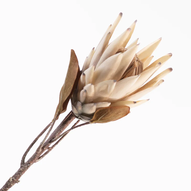 Protea Spray Beige 70cm