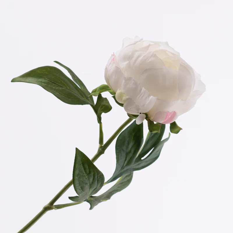 Paeonia Creme 57cm