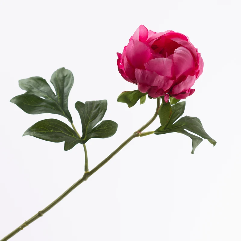 Paeonia Beauty 57cm