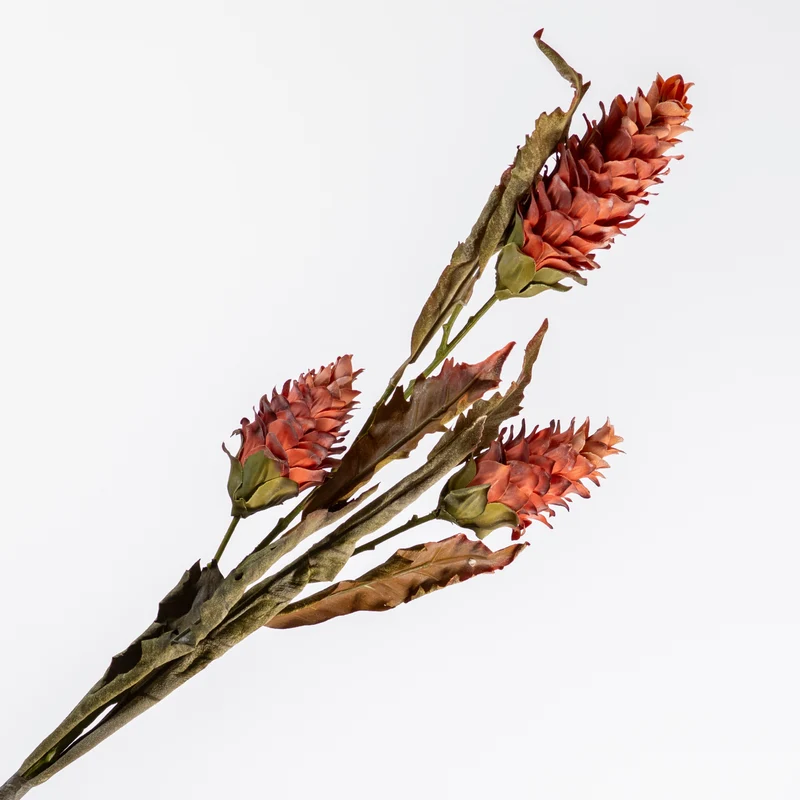 Ginger Torch Spray Brown 104cm