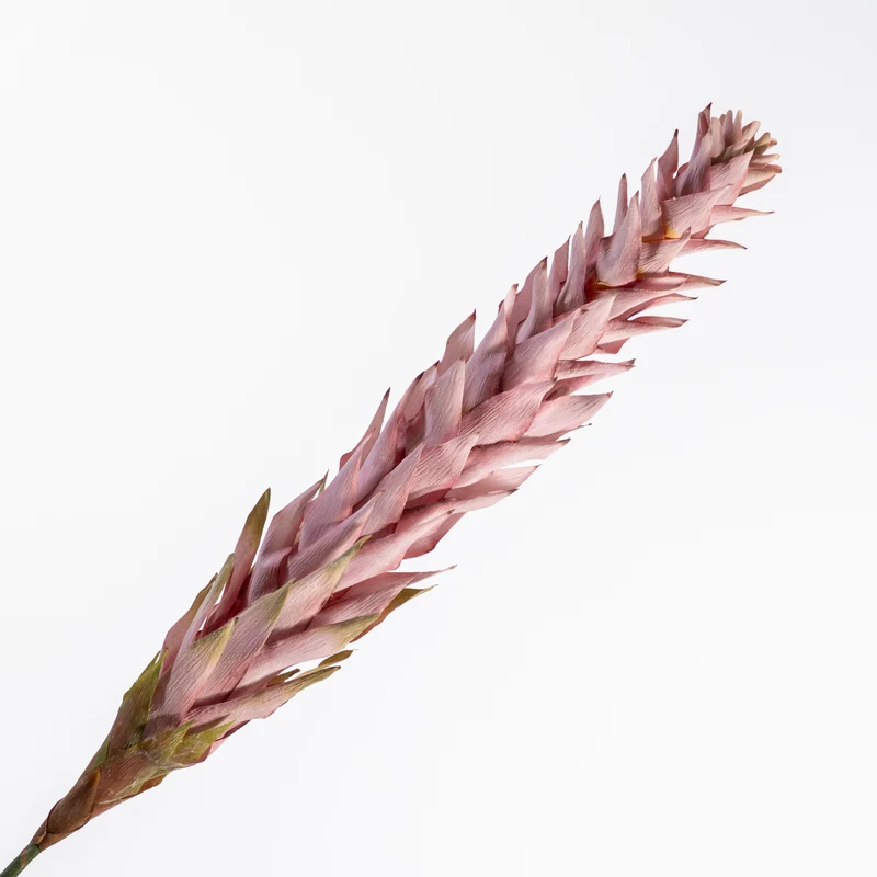 Ginger Spray Mauve 104cm