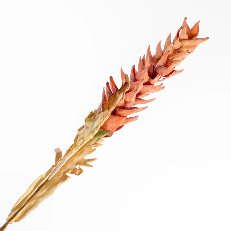 Ginger Spray Brown 104cm