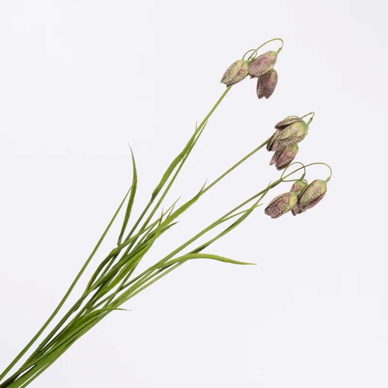 Fritillaria Purple Green 69cm