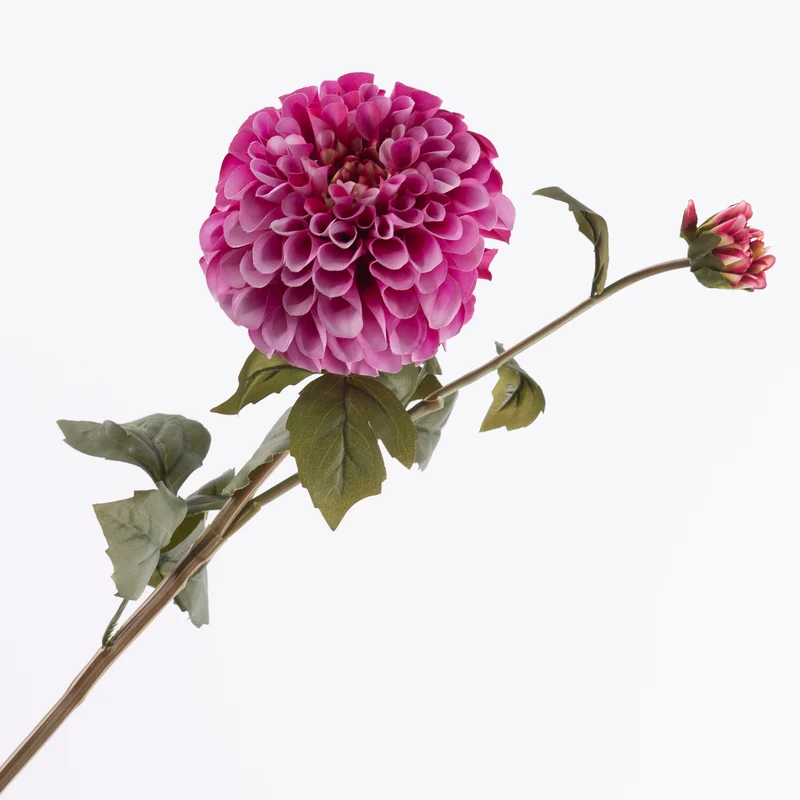 Dahlia Spray x 1 flw 1 bud Beauty 67cm