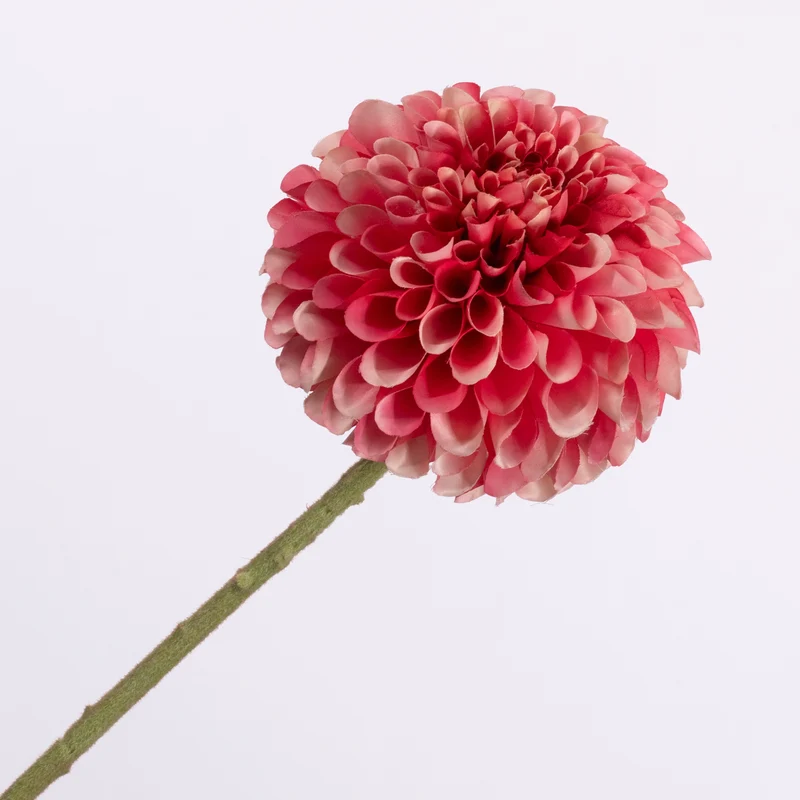 Dahlia Pink 64cm