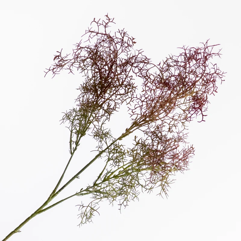 Cotinus Coggygria Red 78cm