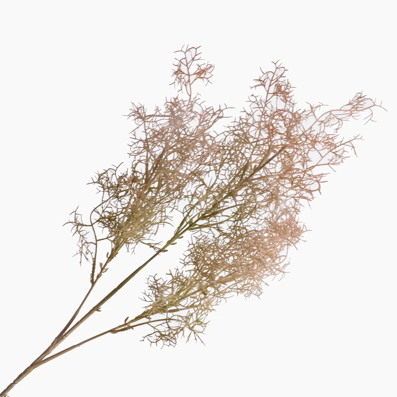 Cotinus Coggygria Peach 78cm
