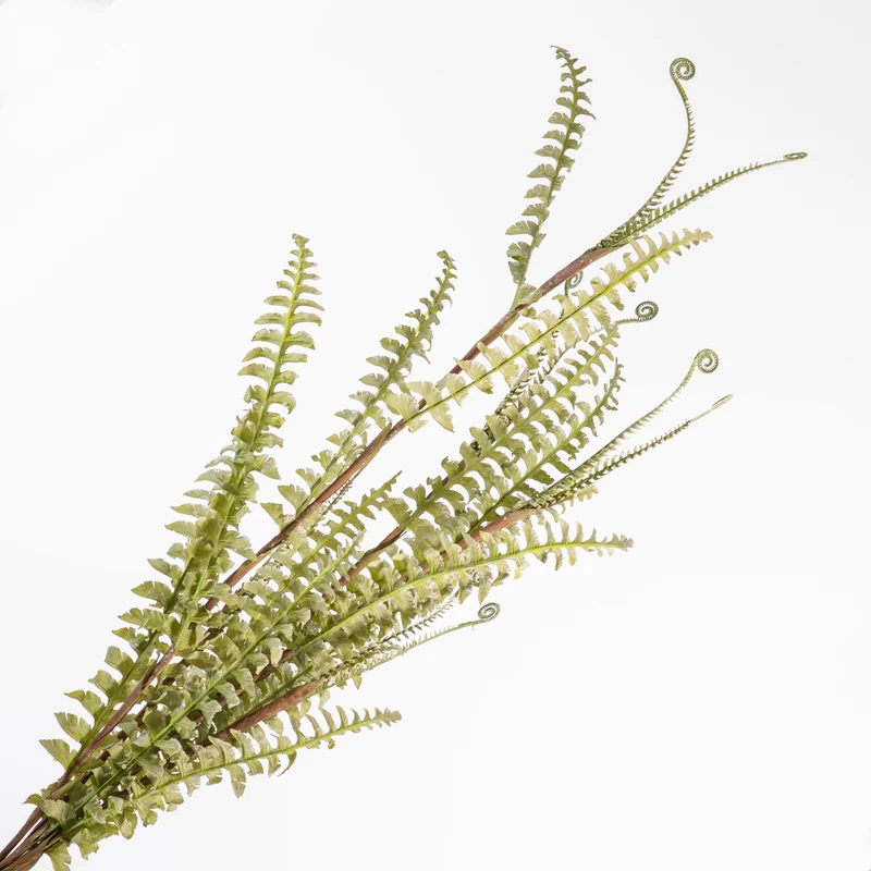 Boston Fern Bundle Green 116cm