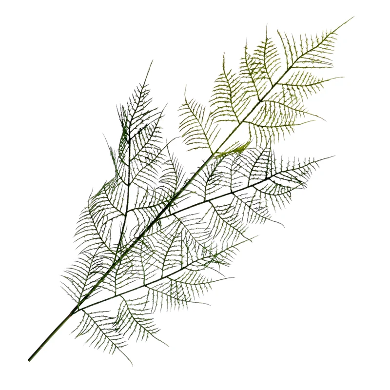 Asparagus Spray Green 80cm