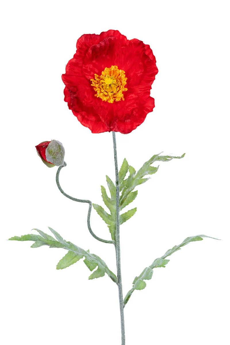 Papaver l74cm rood