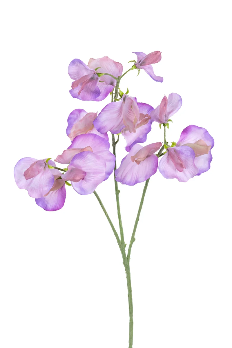 Lathyrus l68cm paars