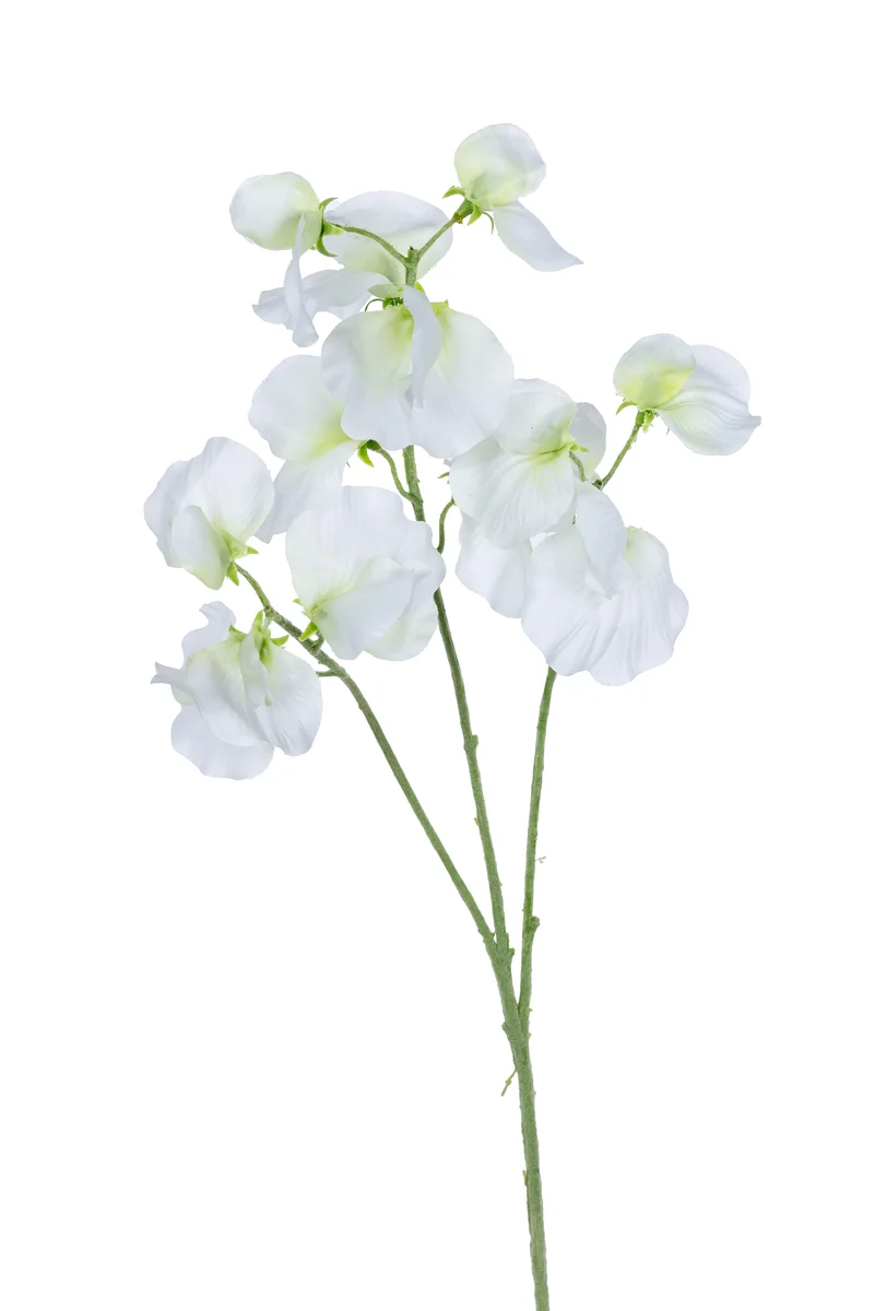 Lathyrus l68cm wit