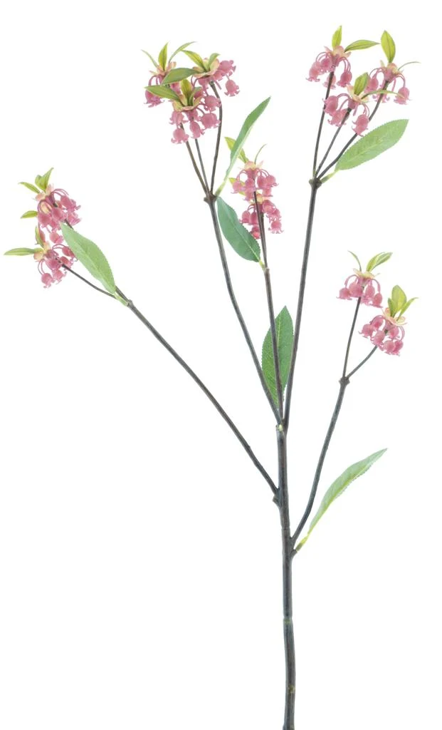 Enkianthus Quinqueflorus pink 61cm
