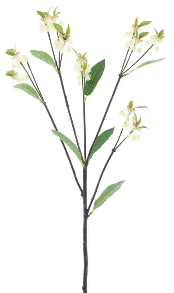 Enkianthus Quinqueflorus white 61cm