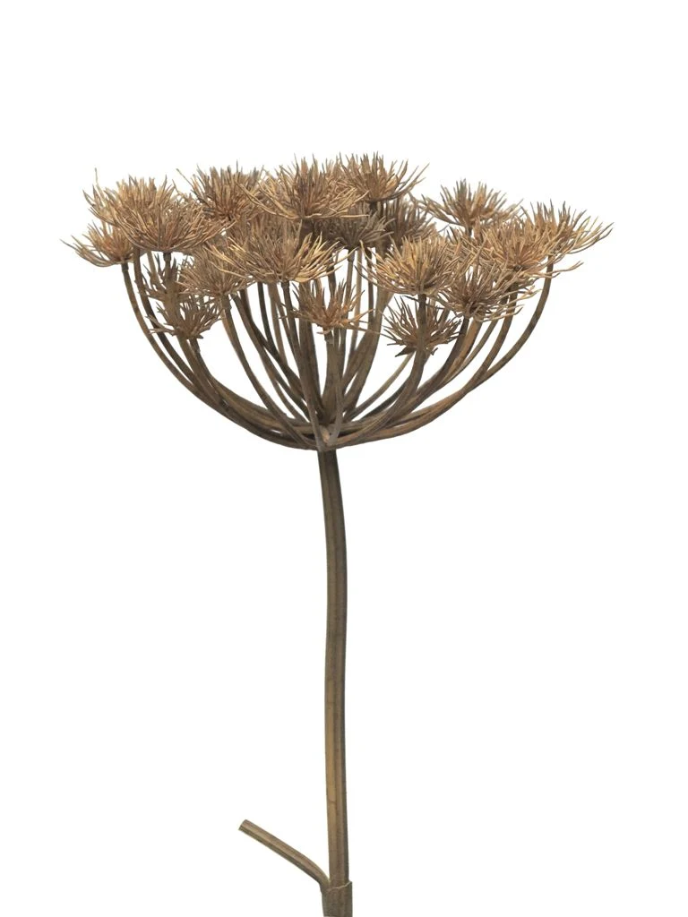 Heracleum grey/brown 98cm